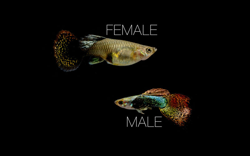 Pair of Red Dragon Guppies, vibrant fish from CT, showing their colorful patterns and swimming in an aquatic environment.