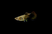 Pair of Red Dragon Guppies from CT, showcasing vibrant red coloration and flowing fins in a freshwater aquarium setting.
