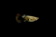 Pair of Red Dragon Guppies, vibrant freshwater fish from CT, shown swimming together in an aquarium.