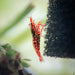 Red Galaxy Pinto Shrimp