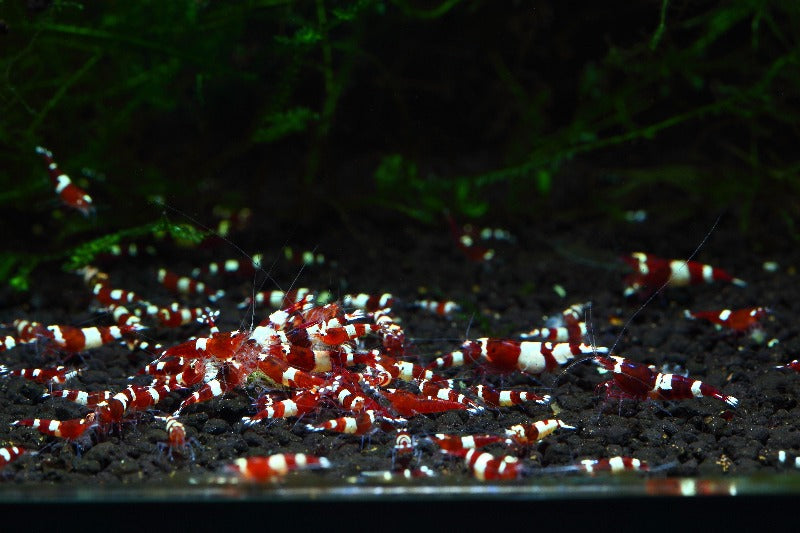 Red and white striped shrimp in an aquarium with dark substrate and green plants.
