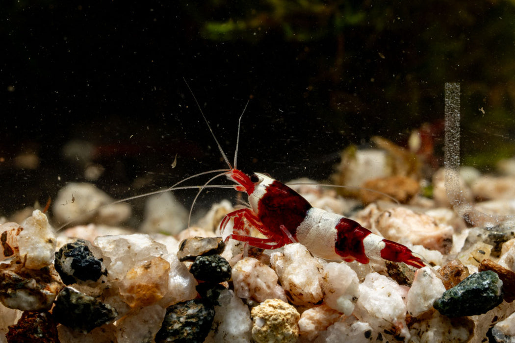 Red King Kong Shrimp