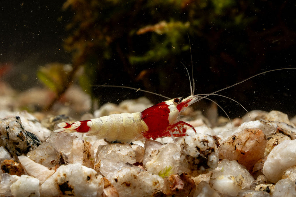 Red King Kong Shrimp Shrimp