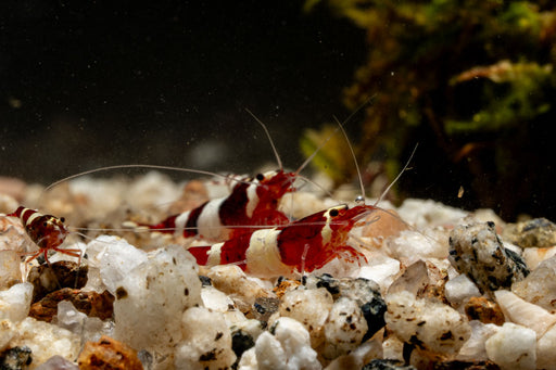 Red King Kong Shrimp