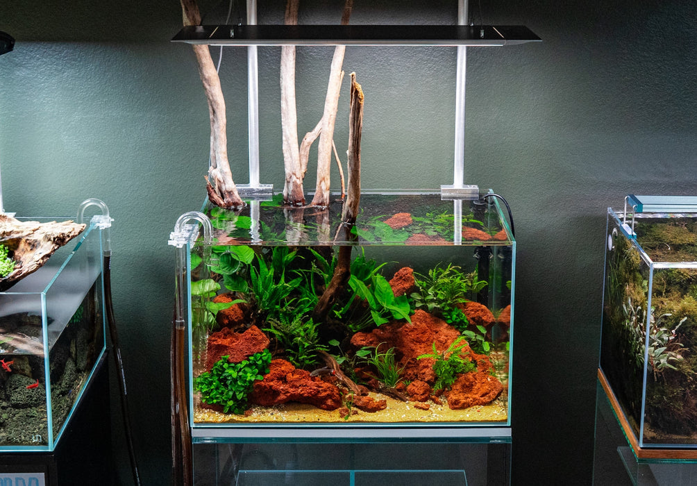 Spiderwood Aquarium Hardscape — Buce Plant