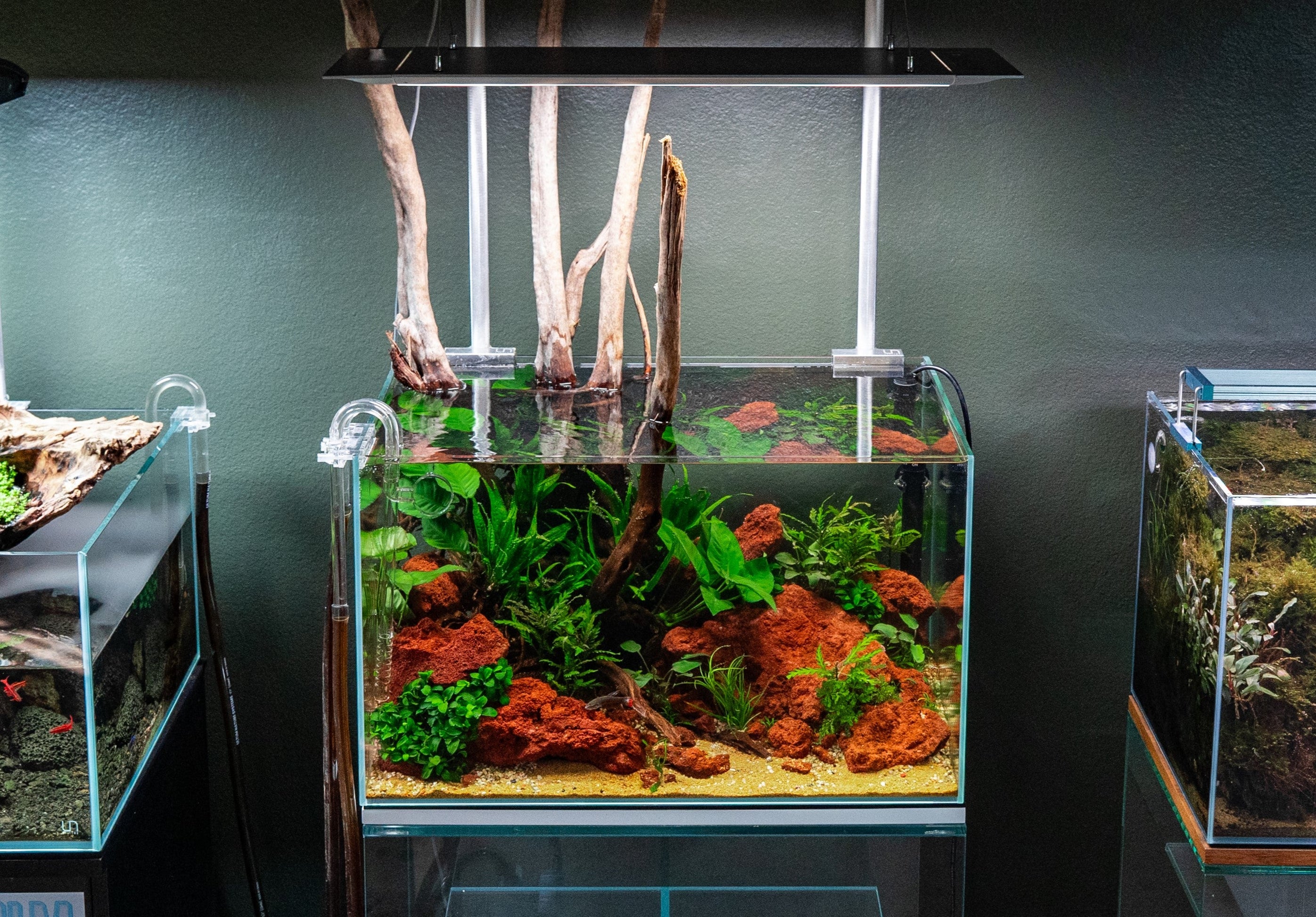 Red Lava Rock Aquarium Hardscape — Buce Plant