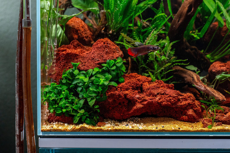 Red lava rock stone by SB, showing textured, porous surface in vibrant red color ideal for decorative or landscaping use.