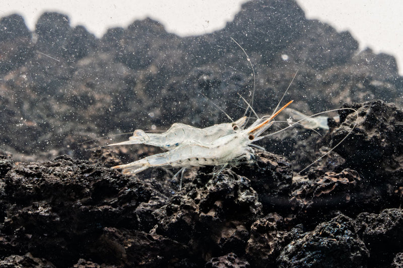 Bright red nose shrimp from JA, showcasing vibrant coloration and detailed shell texture in an aquatic setting.