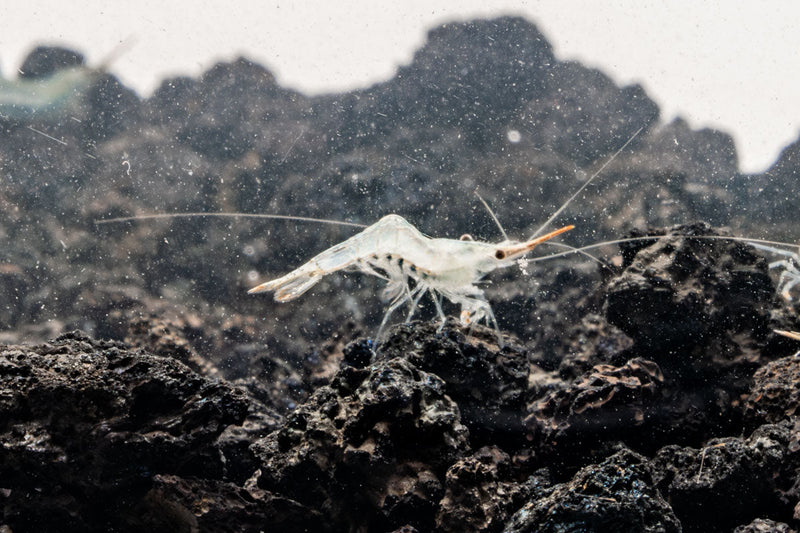 Red Nose Shrimp from JA, showcasing vibrant red coloration and detailed exoskeleton, ideal for freshwater aquariums.