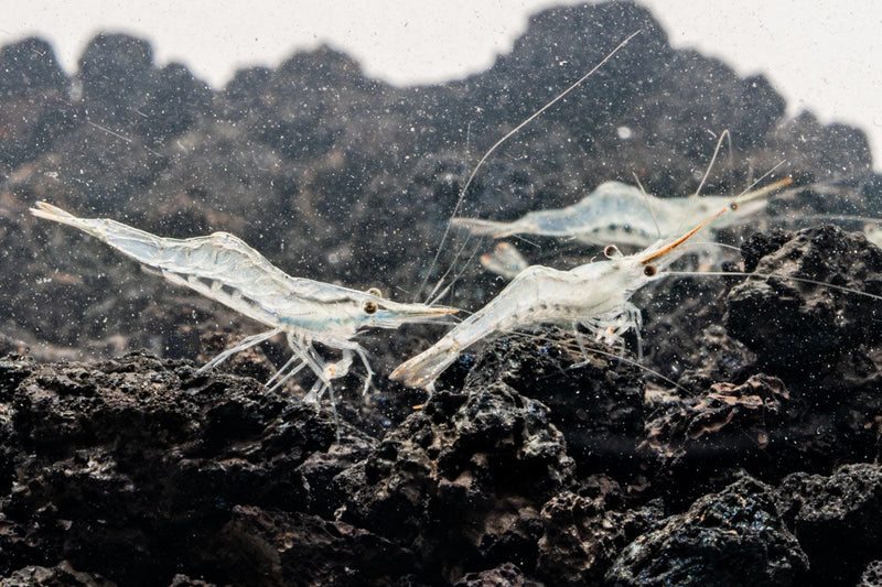 Bright red nose shrimp from JA, showcasing vibrant coloration and detailed exoskeleton on a natural aquatic background.