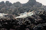 Red Nose Shrimp from JA, showing vibrant red coloration and detailed body features in a natural aquatic setting.