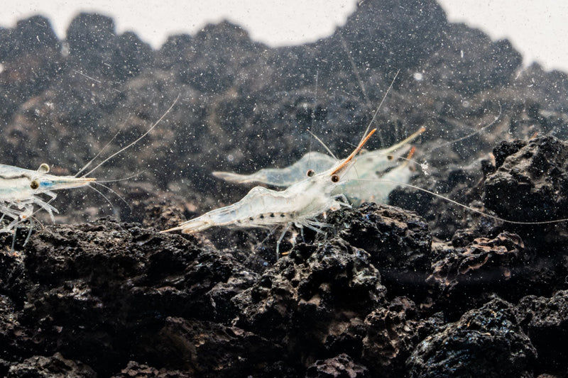 Red Nose Shrimp from JA, showing vibrant red coloration and detailed body features in a natural aquatic setting.