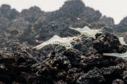 Bright red nose shrimp from JA, showcasing vibrant coloration and detailed exoskeleton, ideal for freshwater aquariums.