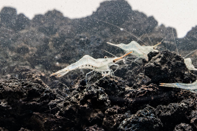 Bright red nose shrimp from JA, showcasing vibrant coloration and detailed exoskeleton, ideal for freshwater aquariums.