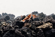 Red Pinto Shrimp Mix by JA featuring vibrant red shrimp arranged on a white background.