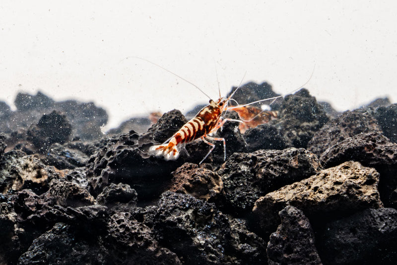 Red Pinto Shrimp Mix by JA featuring vibrant red shrimp arranged on a white background.