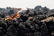 Red Pinto Shrimp Mix from JA featuring vibrant red shrimp suitable for aquatic tanks.