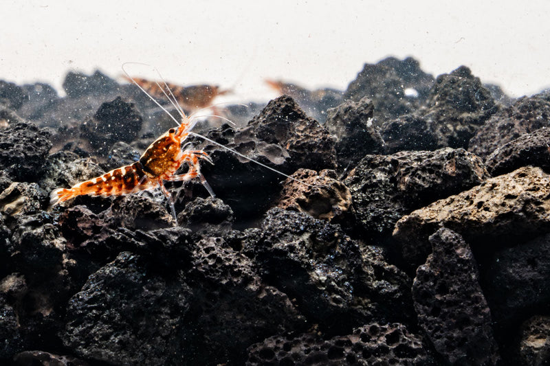 Red Pinto Shrimp Mix from JA featuring vibrant red shrimp suitable for aquatic tanks.