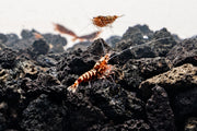 Red Pinto Shrimp Mix by JA, featuring a colorful assortment of fresh shrimp in a clear container.