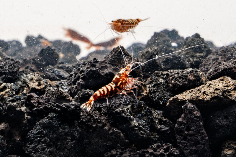Red Pinto Shrimp Mix by JA, featuring a colorful assortment of fresh shrimp in a clear container.