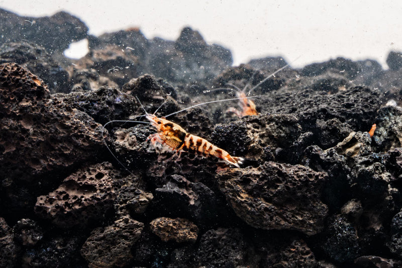 Red Pinto Shrimp Mix by JA featuring vibrant, colorful shrimp ideal for aquariums, showcasing a diverse variety of red and patterned shrimp.