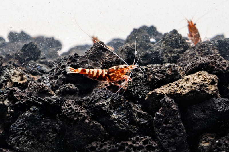 Red Pinto Shrimp Mix from JA featuring a colorful variety of fresh shrimp on a white background.