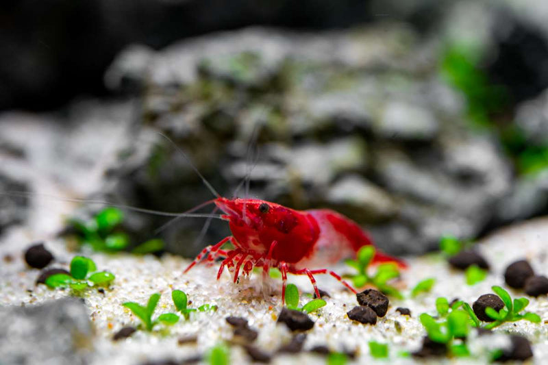 Red Rili Shrimp from JA, vibrant freshwater shrimp with bright red and transparent body, suitable for aquariums.