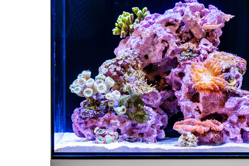 Marco Rocks Reef Saver Rock with coralline algae, 20lb hardscape for marine aquariums, showing textured surface and natural coloration.