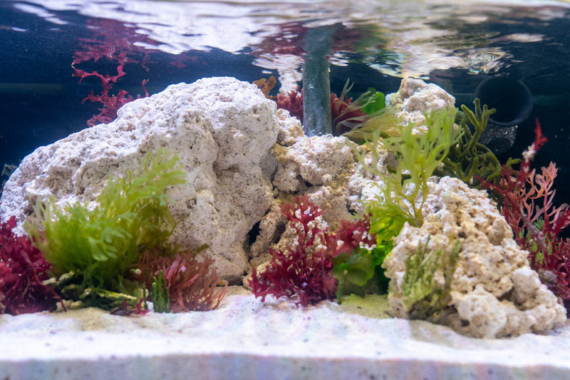 Natural Reef Saver Rock by Marco Rocks, 40lb hardscape for aquariums, showcasing textured, porous marine-grade rock for reef setups.