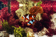Natural Reef Saver Rock hardscape piece by Marco Rocks, 40lb weight, showcasing textured, porous surface for marine aquariums.