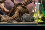 Rhino Stone