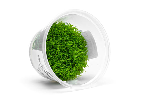 Riccia Fluitans Aquatic Farmer Tissue Culture