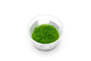 Riccia Fluitans Aquatic Farmer Tissue Culture Aquatic Plant - Buce Plant