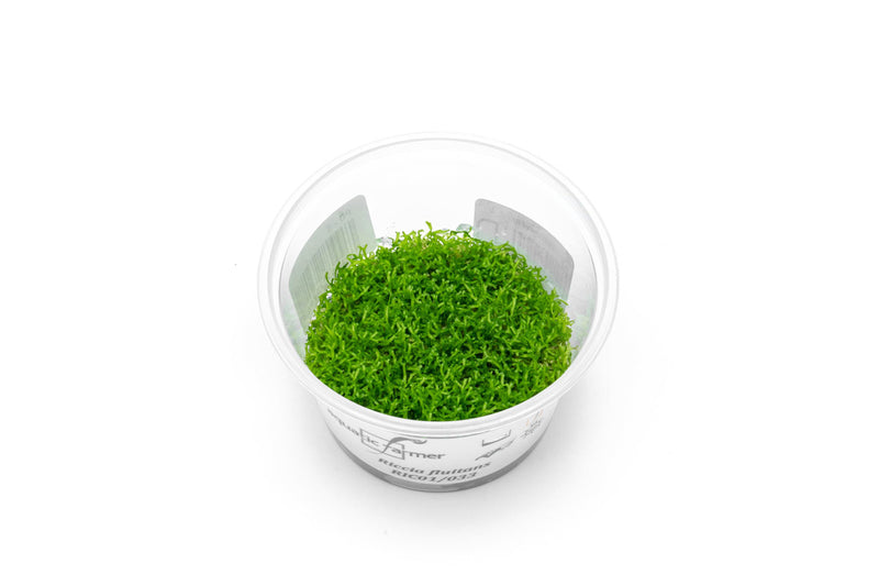 Riccia Fluitans Aquatic Farmer Tissue Culture Aquatic Plant - Buce Plant