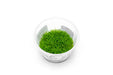 Riccia Fluitans Aquatic Farmer Tissue Culture