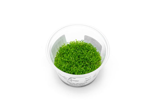 Riccia Fluitans Aquatic Farmer Tissue Culture