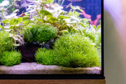 Riccia Fluitans UNS Tissue Culture Tissue Culture - Buce Plant