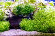 Riccia Fluitans UNS Tissue Culture Tissue Culture - Buce Plant