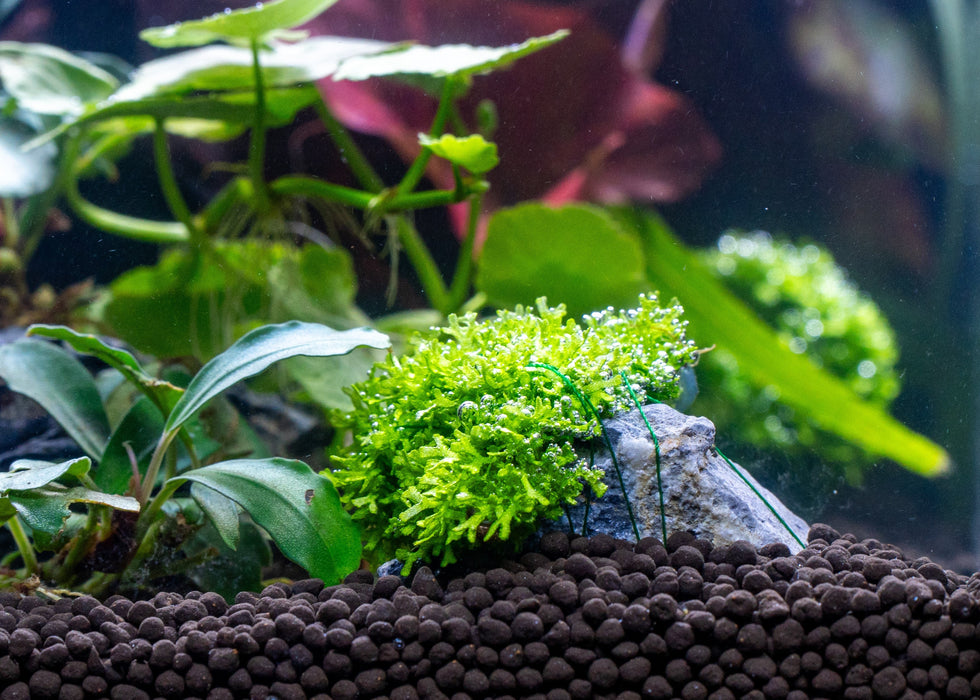 small plastic aquarium plants Riccia Fluitans Tissue Culture
