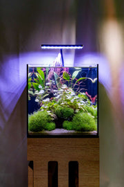 Riccia Fluitans Tissue Culture - Small Cup Aquatic Plant - Buce Plant