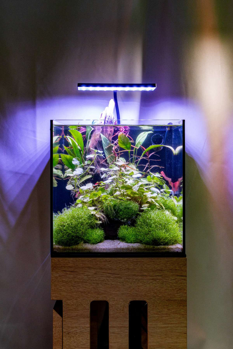 Riccia Fluitans Tissue Culture - Small Cup Aquatic Plant - Buce Plant