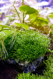 Riccia Fluitans Tissue Culture - Small Cup Aquatic Plant - Buce Plant