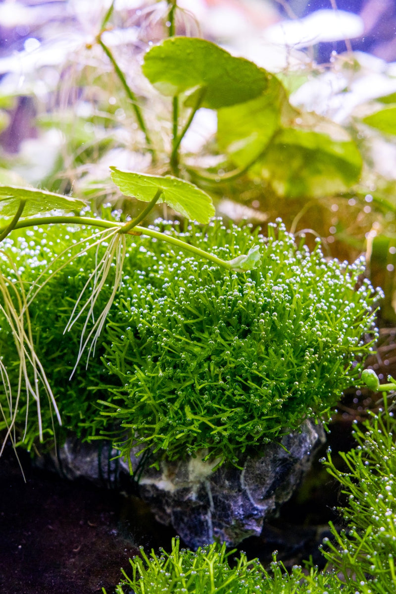 Riccia Fluitans Tissue Culture - Small Cup Aquatic Plant - Buce Plant