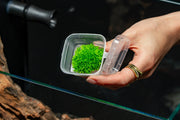 Riccia Fluitans Tissue Culture - Small Cup Aquatic Plant - Buce Plant