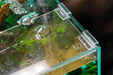 Set of Ultum Nature Systems rimless aquarium lid clips for securing glass lids on aquariums. Durable plastic accessories.