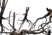 River Driftwood