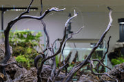 River Driftwood