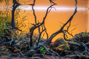 River Driftwood
