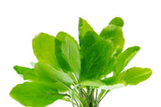 Rorippa Aquatica