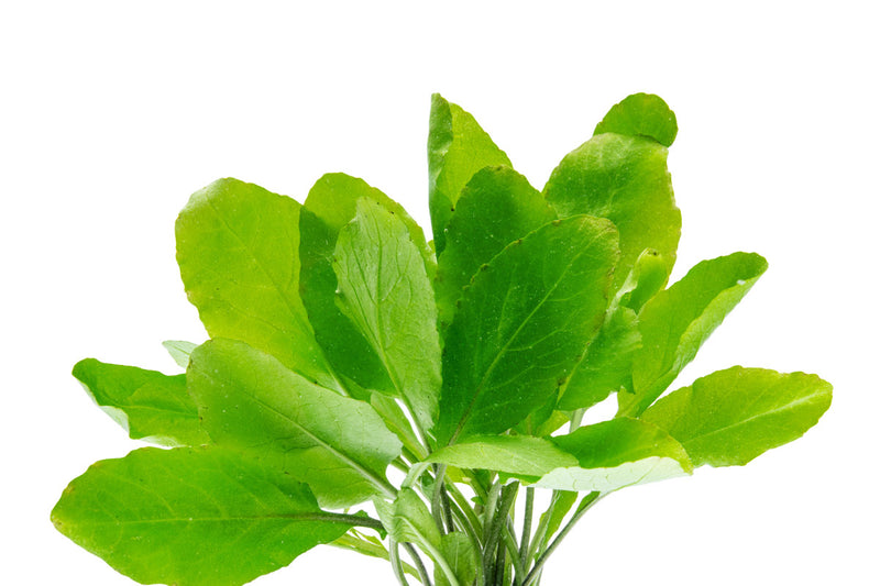 Rorippa Aquatica